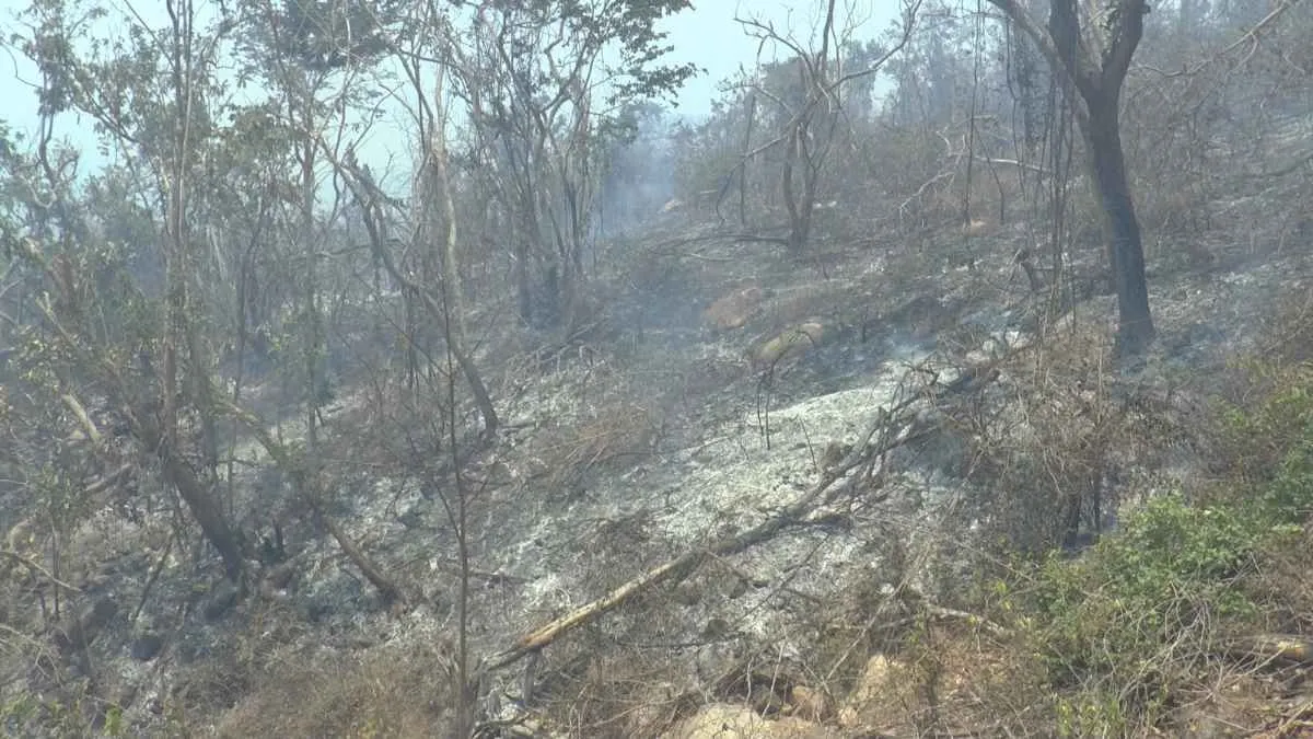 Ante incendios forestales, promoverán educación ambiental en Guerrero