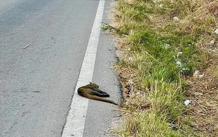 Atropellan a un jaguarundi en carretera Acapulco-Chilpancingo