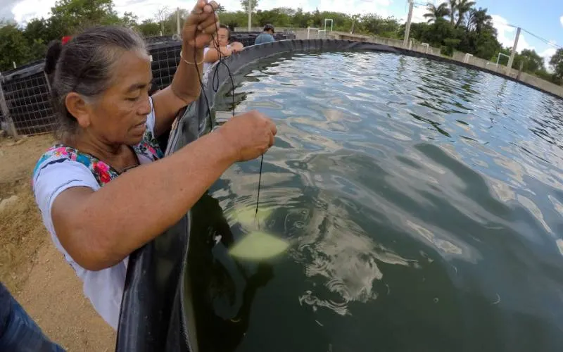 Abren convocatoria para Premio a la Pesca y Acuacultura Sustentables 2024