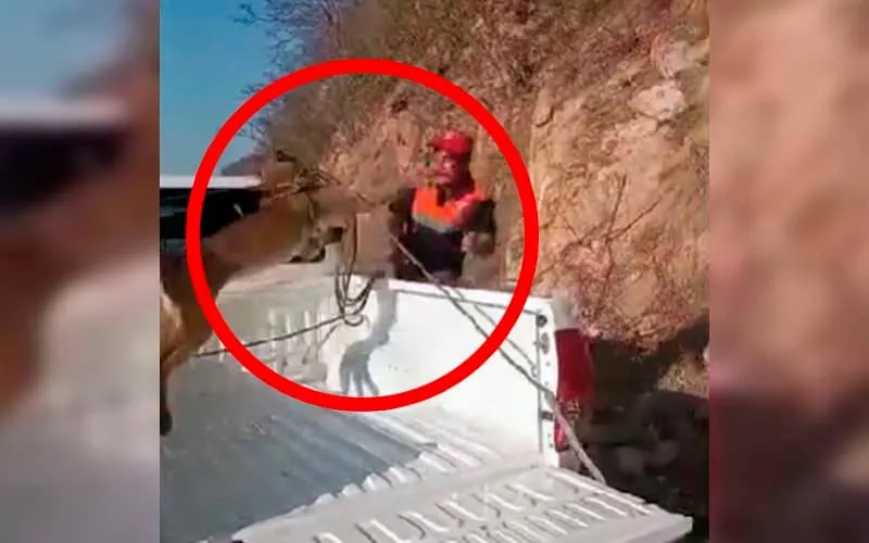 VIDEO: Rescatan a un puma atropellado en La Unión, en la Costa Grande de Guerrero