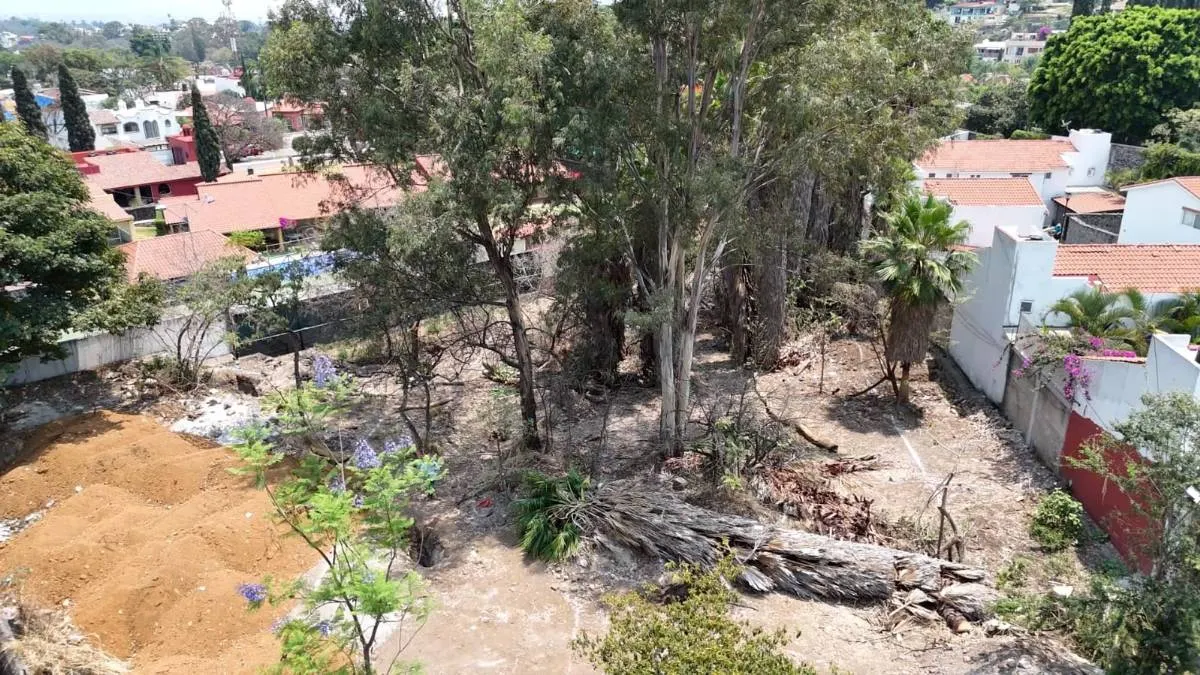En pleno Día de la Tierra, autorizan tala de decenas de árboles en Cuernavaca