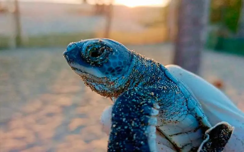 Así es la experiencia de liberar tortugas en playa Troncones de Guerrero