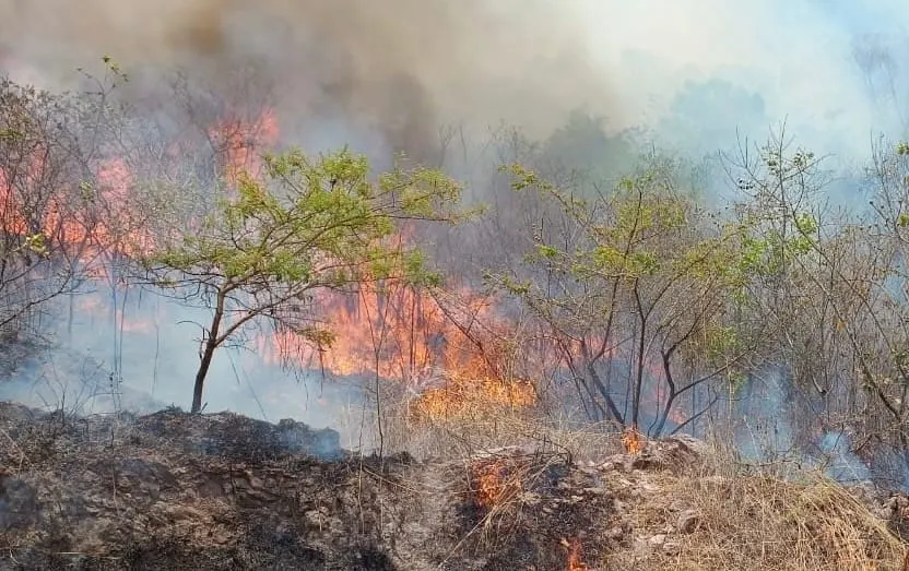 Incendios provocados por presuntos grupos delictivos consumen reservas de pino en Guajes de Ayala