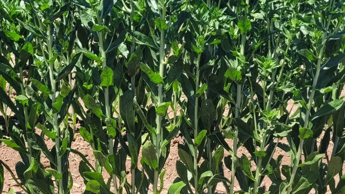 Promueve Agricultura nueva variedad de cártamo en sector pecuario