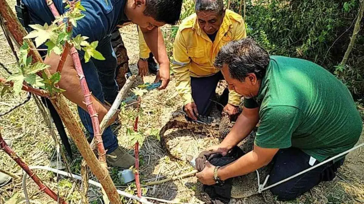 Capturan cocodrilo de más de 2 metros en Mazatlán, Guerrero