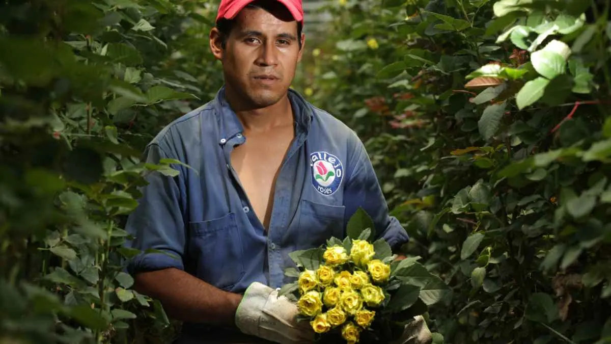 ¿Habrá suficientes flores en México para el 10 de Mayo?