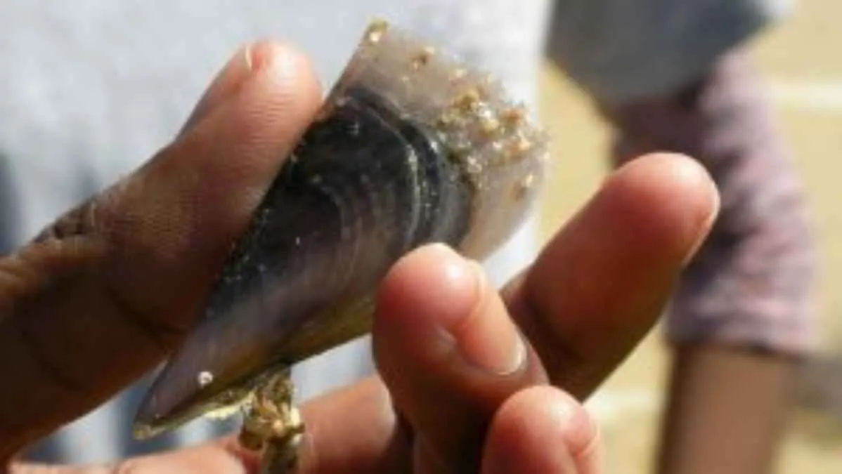 Gobierno de Guerrero monitorea niveles de marea roja en Acapulco