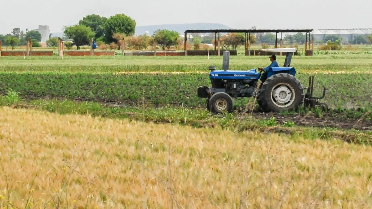 Avanzan acuerdos para la comercialización de trigo cristalino: Agricultura