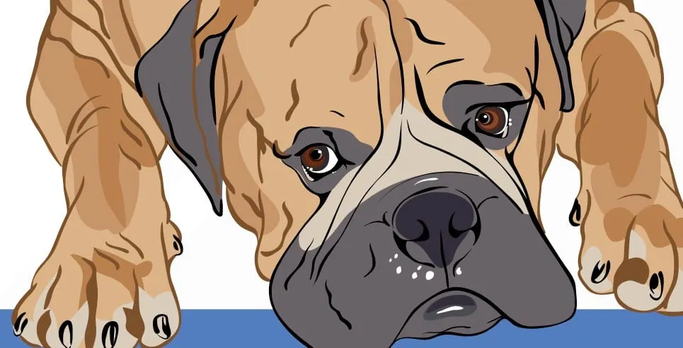 Congreso de Guerrero aprueba aumento de penas por maltrato animal