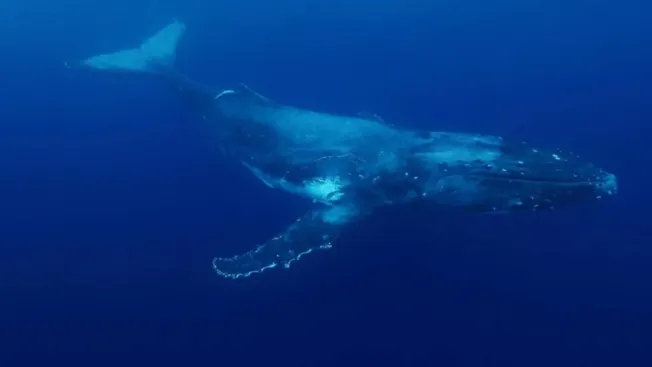 Las ballenas parecen emitir sonidos a una velocidad imposible; un efecto del océano estaría detrás del fenómeno