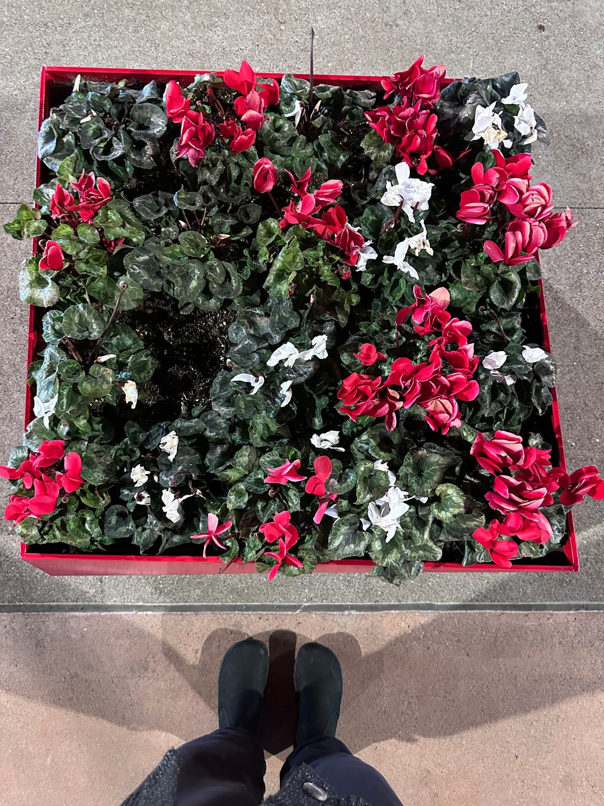 An over-lit night shot of a red cube planter with closed-up red and white flowers, with green foliage, visible at the bottm are the author's black-clad legs & feet.