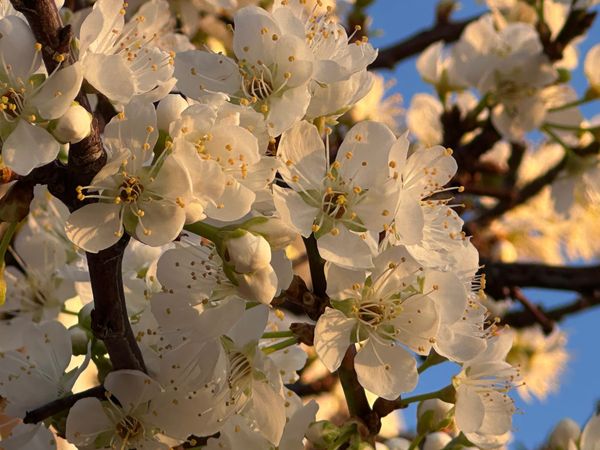 Close-up of white plum blossoms on dark branches with a blue sky in the background.