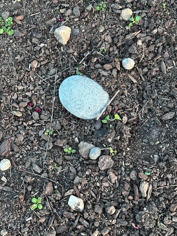 Smooth light coloured stone nestled amongst dry soil and decomposed garden bark. There are other pebbles in the image, along with some green sprouts, but the large smooth stone is the focus.