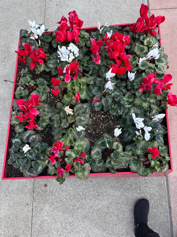 Red, white & green plants in a red square planter, no straight angles, on a sodewalk, also all slightly off lines, and a left foot in a black shoe in the lower right.