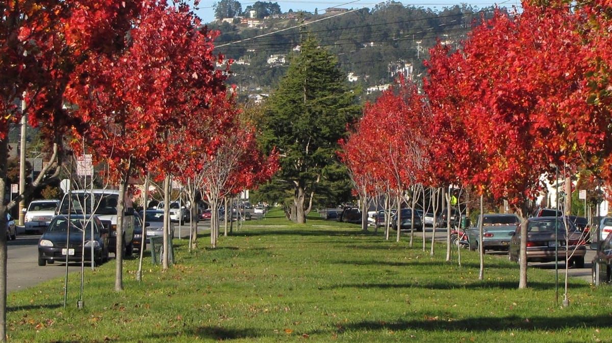 Street trees to zoning rules: November ballot measures