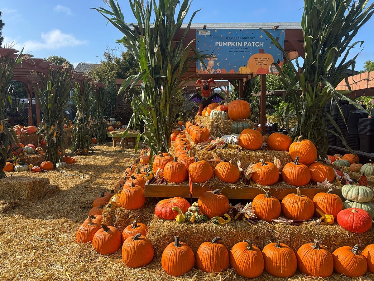 Westbrae pumpkin patch is back for Albany PTA fundraiser