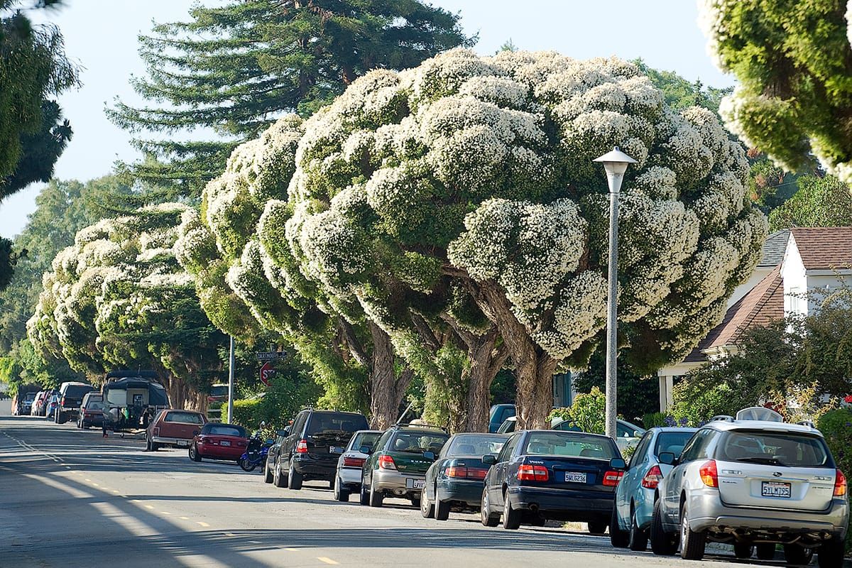 Measure T proposes new tax for Albany trees, streetlights