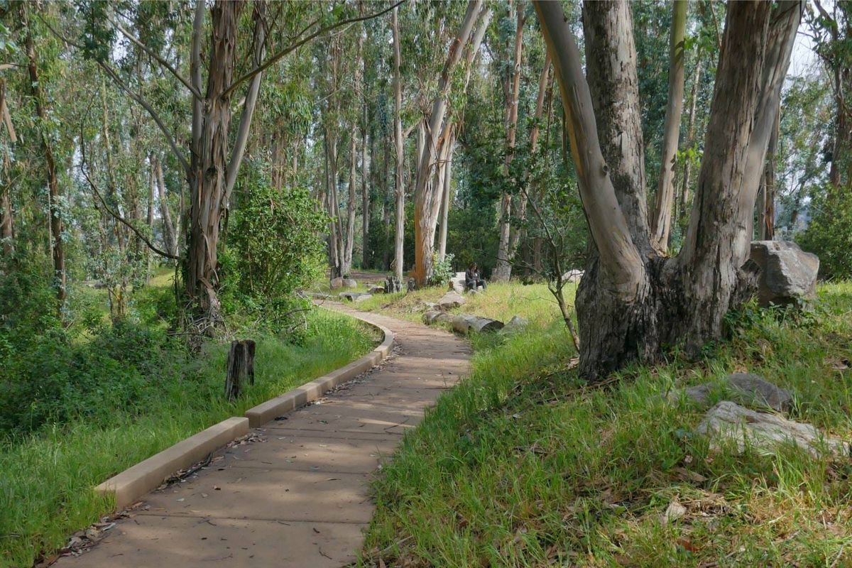 Dying Albany Hill eucalyptus trees will get a second life