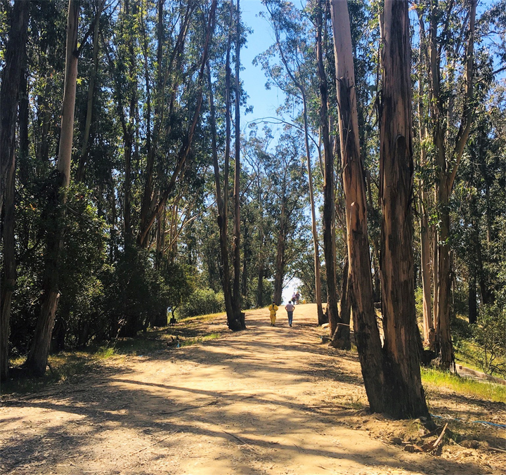 Albany Hill eucalyptus trees will come down. What about the monarchs?