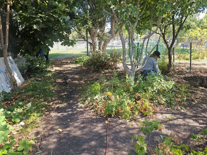 Help tend Memorial Park’s edible garden Saturday