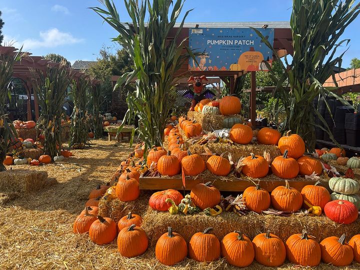 Westbrae pumpkin patch is back for Albany PTA fundraiser