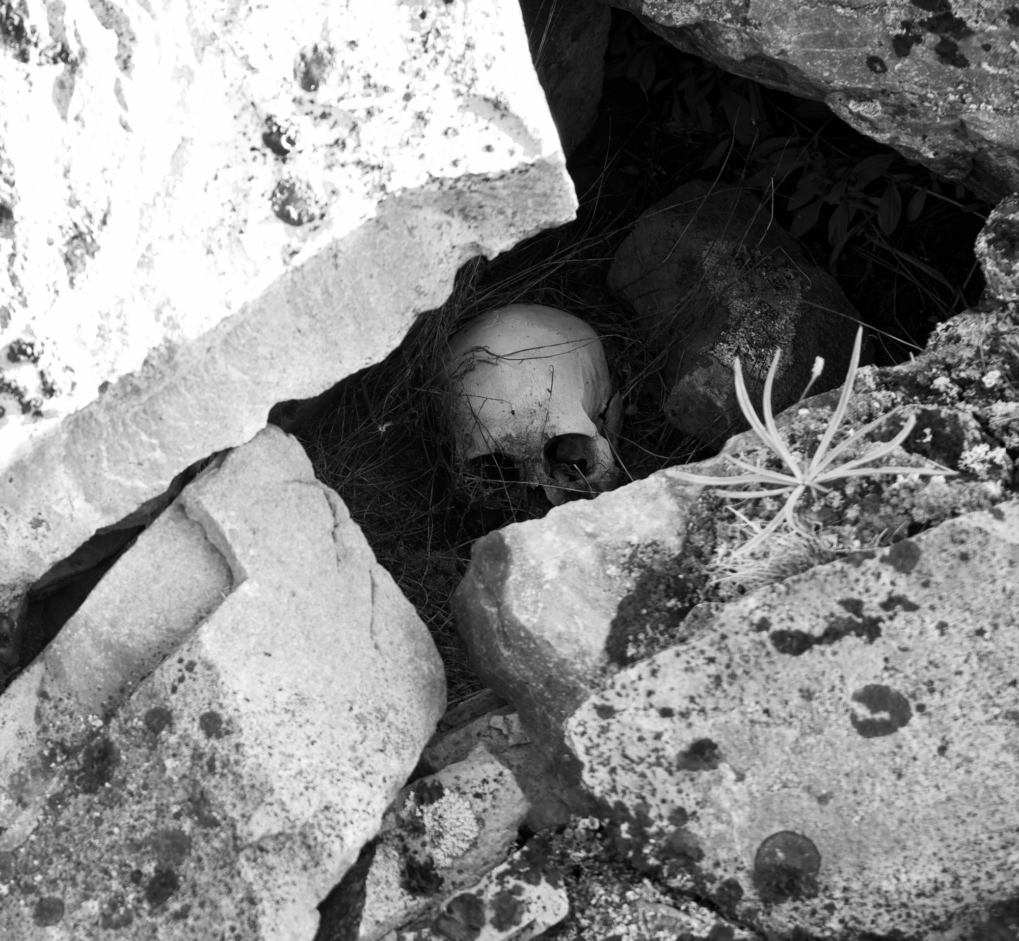Skull, Igaliku, Greenland
