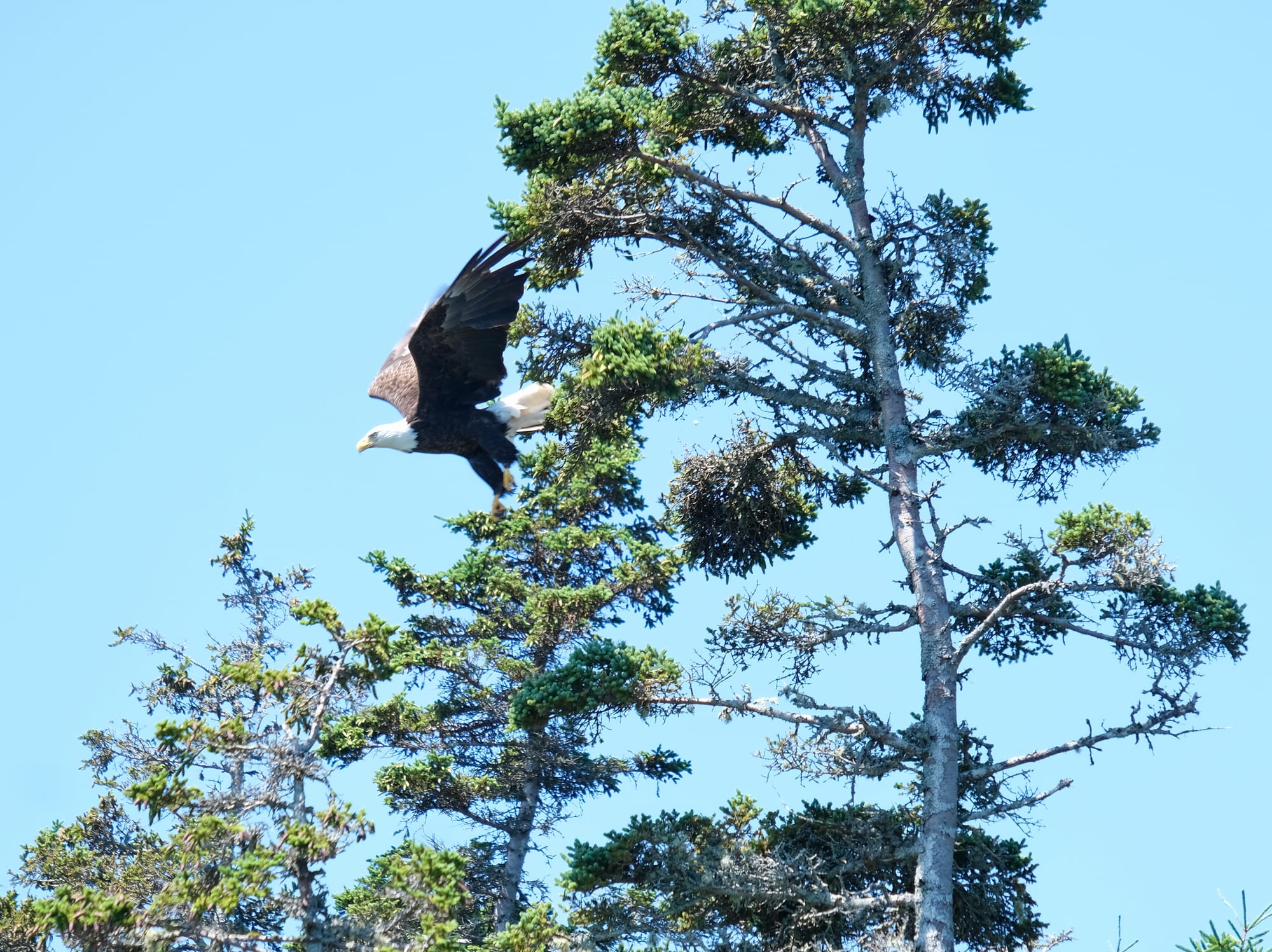 Bald eagle, near Tiverton