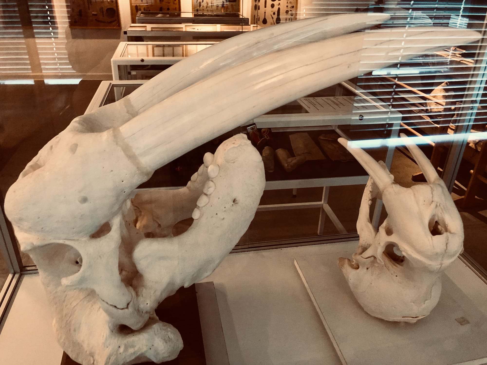 Walrus, Qaqortoq museum 