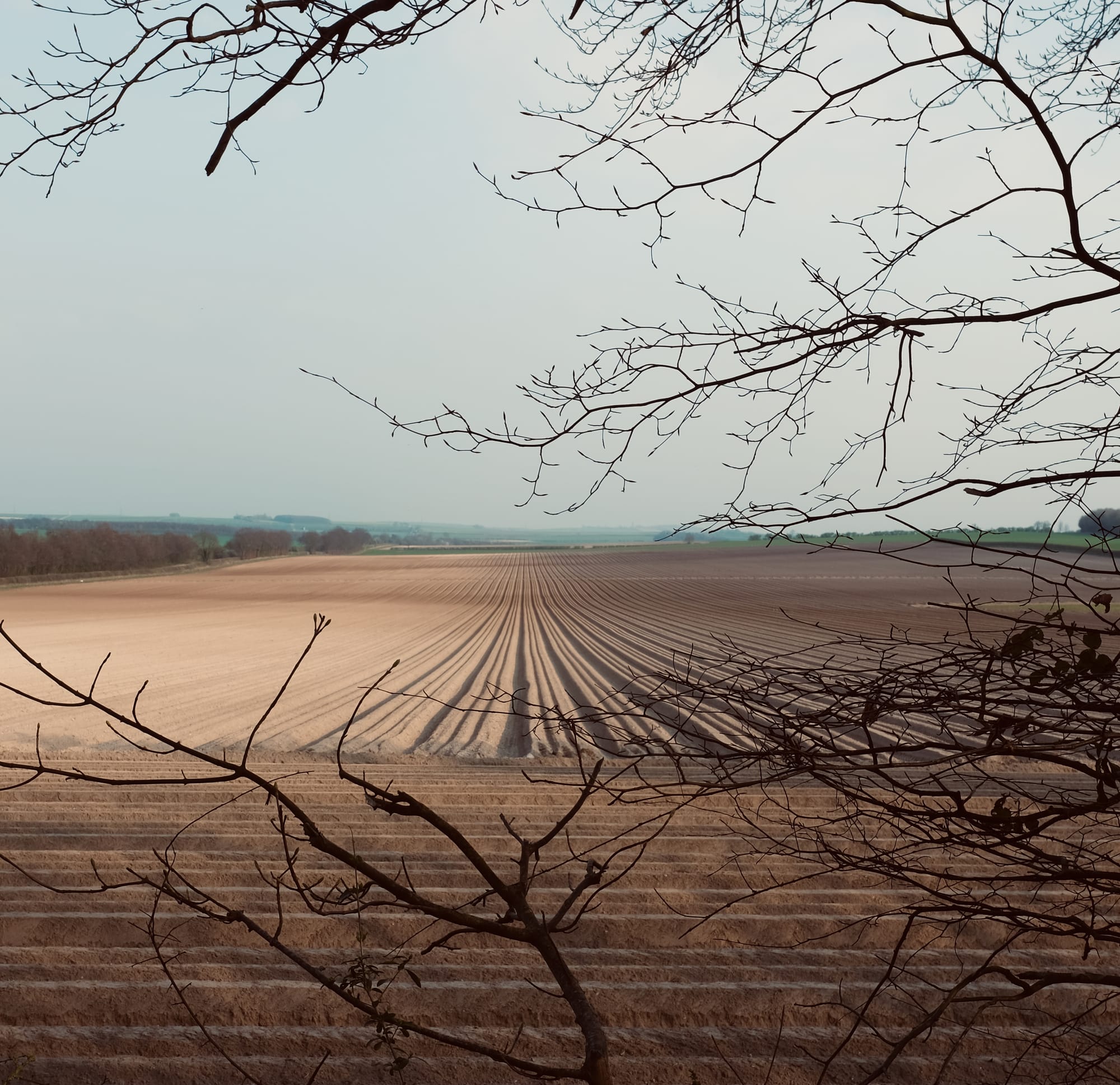 Fields of west Cambridgeshire