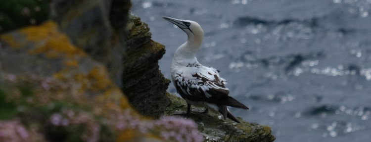 Juvenile gannet, Westray, Orkney