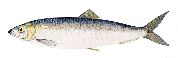 Atlantic herring, Gervais et Boulart, 1877