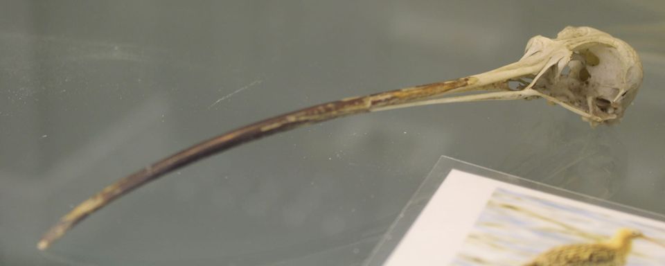 Eurasian Curlew (Numenius arquata) skull at the Royal Veterinary College anatomy museum