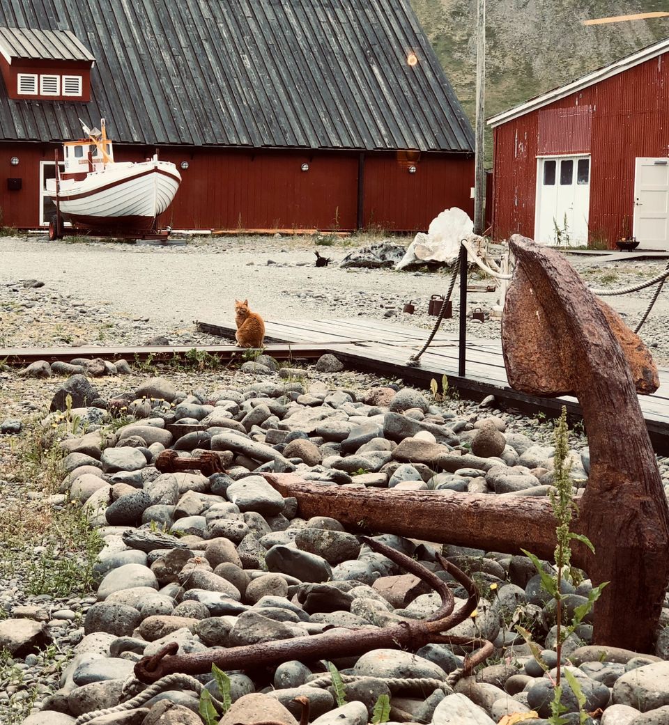 Driftwood