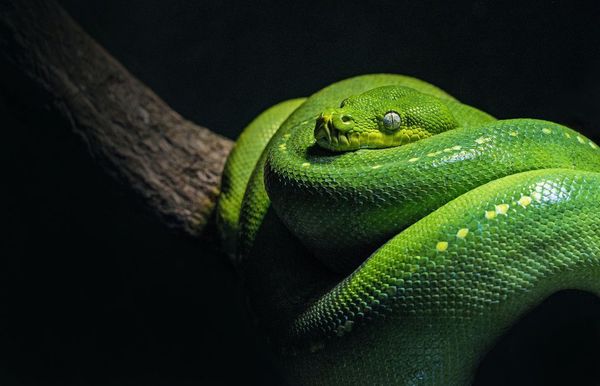 AWS Transcribe with Python