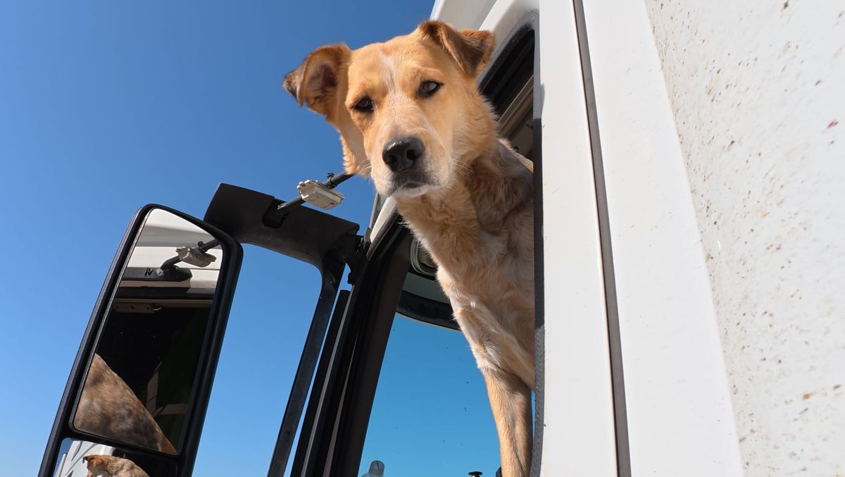Riding Shotgun: Honey, Chief Morale Officer