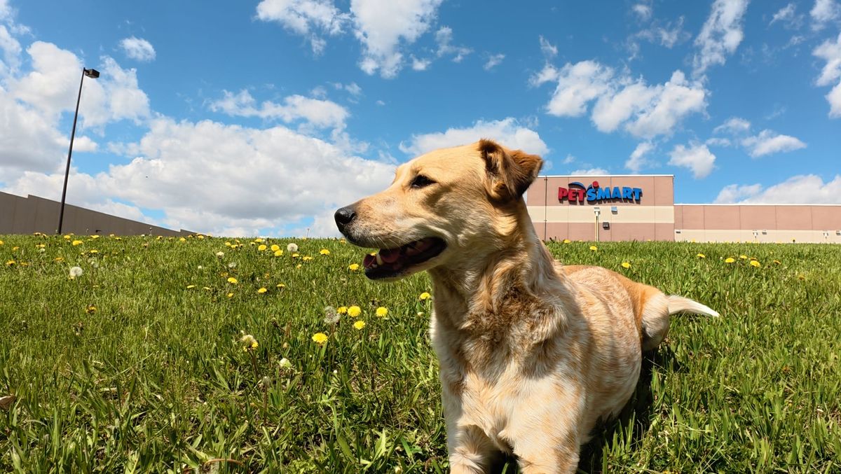 Riding Shotgun — No. 01 How a Red Heeler Became My Co-Driver
