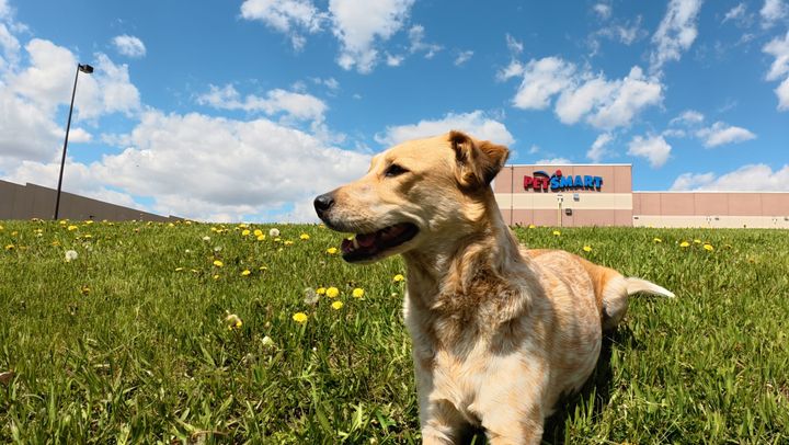 Riding Shotgun — No. 01 How a Red Heeler Became My Co-Driver