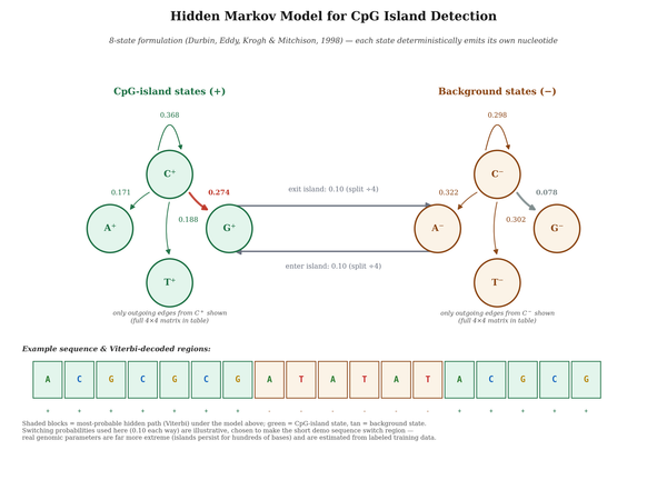 Inside Hidden Markov Models: Navigating Through Sequential Inference