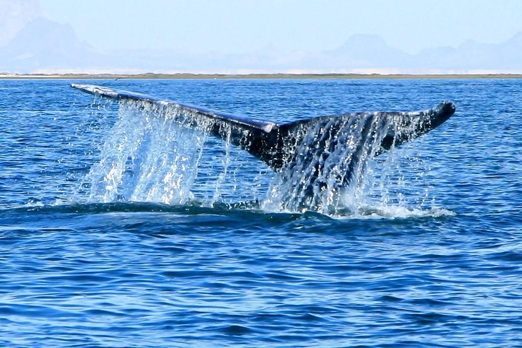 Key Things to Know About China’s Quiet Humpback Whale