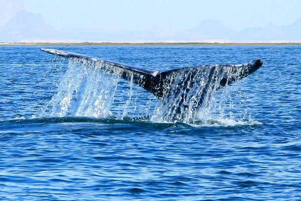 Key Things to Know About China’s Quiet Humpback Whale