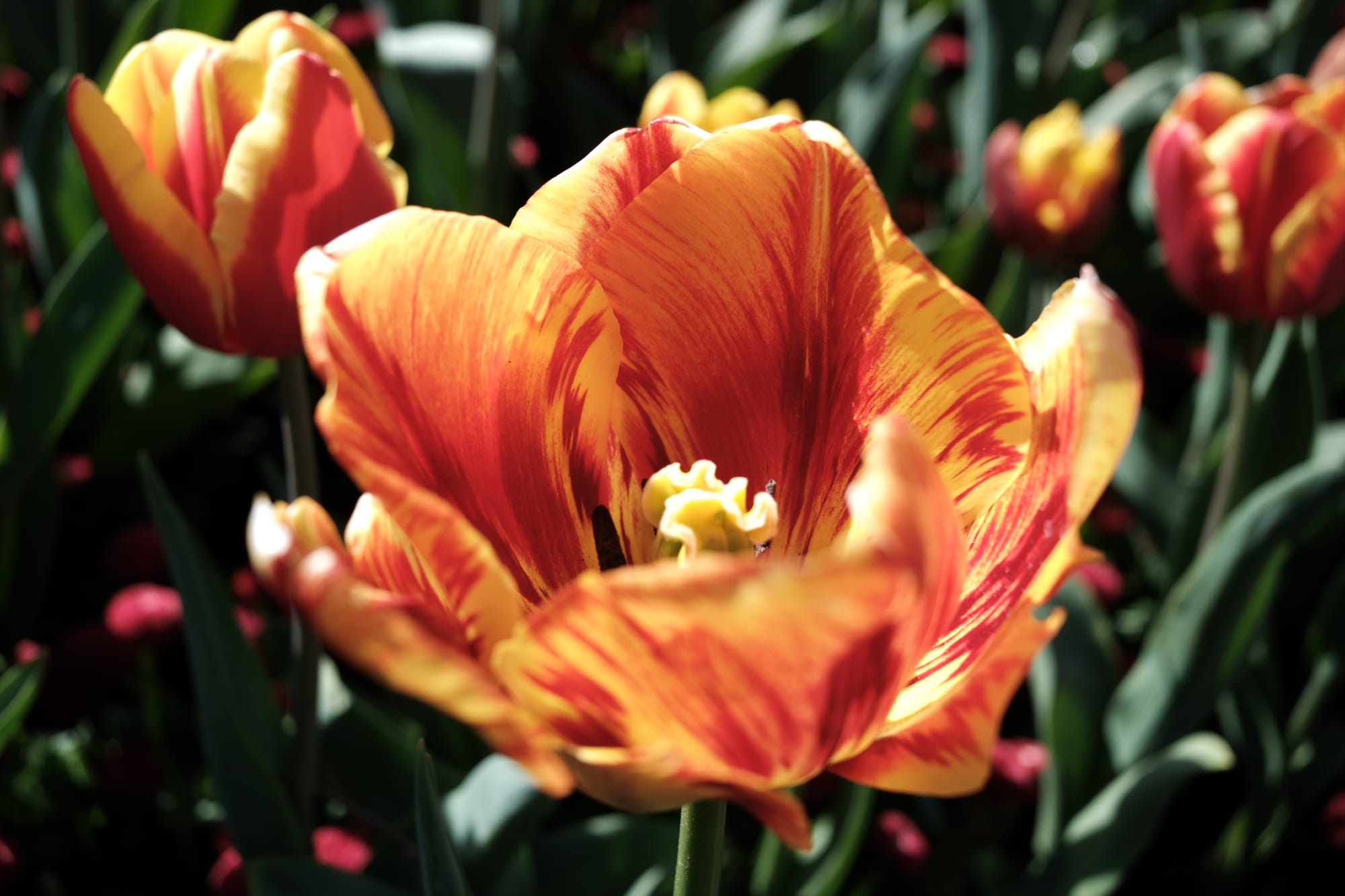 Very close up shot of a firey red-yellow tulip against a leafy backdrop in bright sunlight.