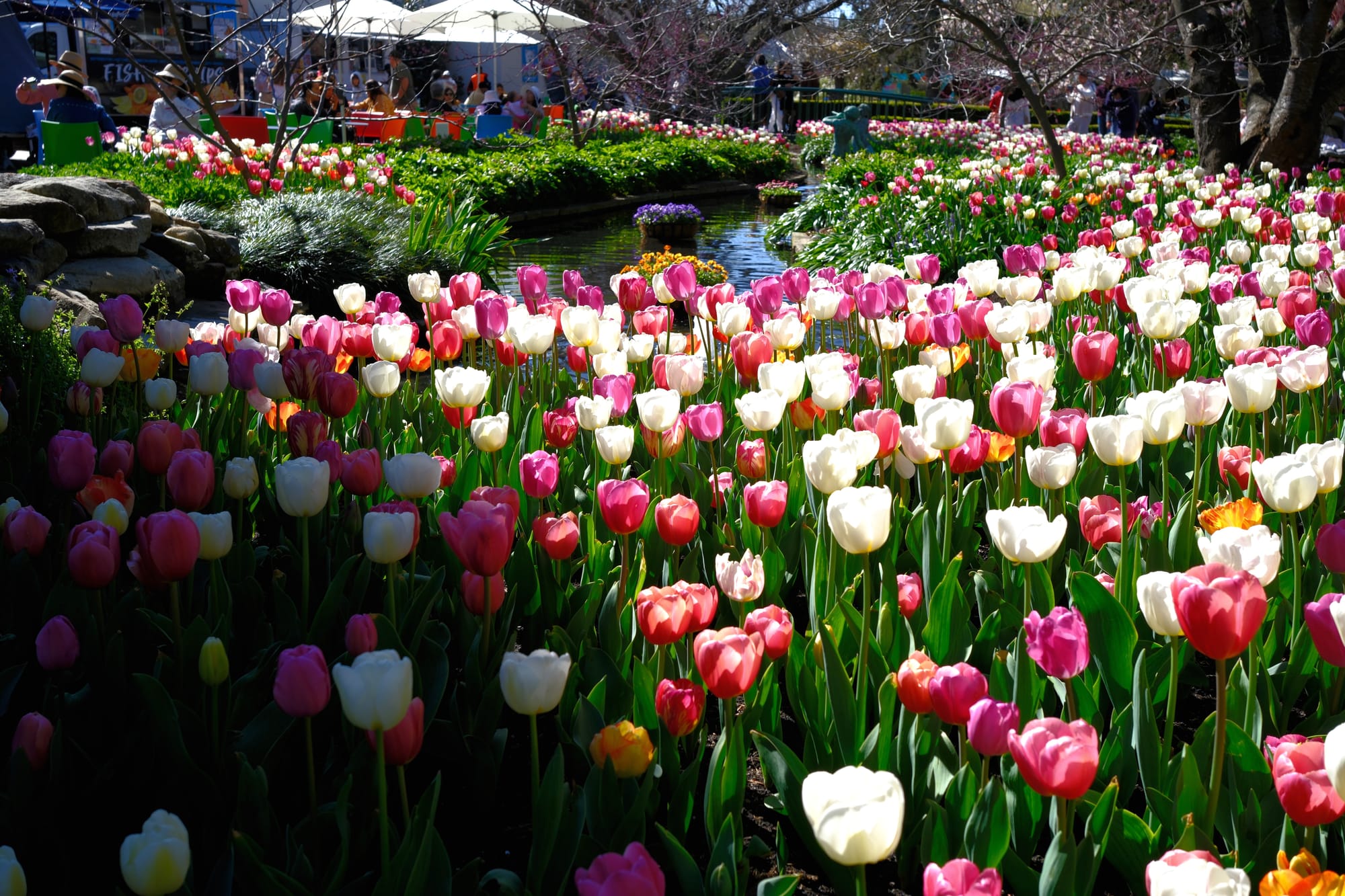 A wide shot across an extensive flower bed of wite and pink tulips, with a stream further afield and trees in the distance. There are seats and table shades further back on the left.