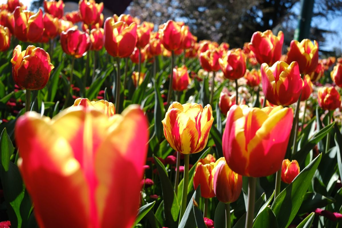 A close up of tulips in bright sunlight in a park. The tulips are red and yellow, with many of the variety blending into the distance.