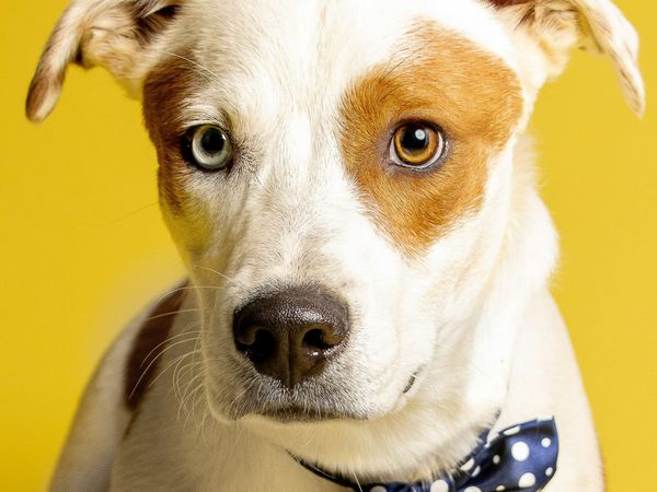 Photograph of a cute dog with heterochromia looking at the camera intently on a yellow background.