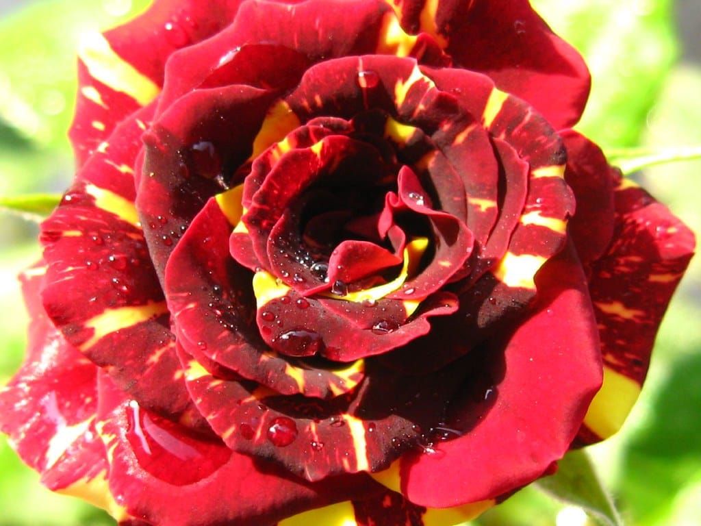 Inheritance of Equals: A Case for Liberal Socialism