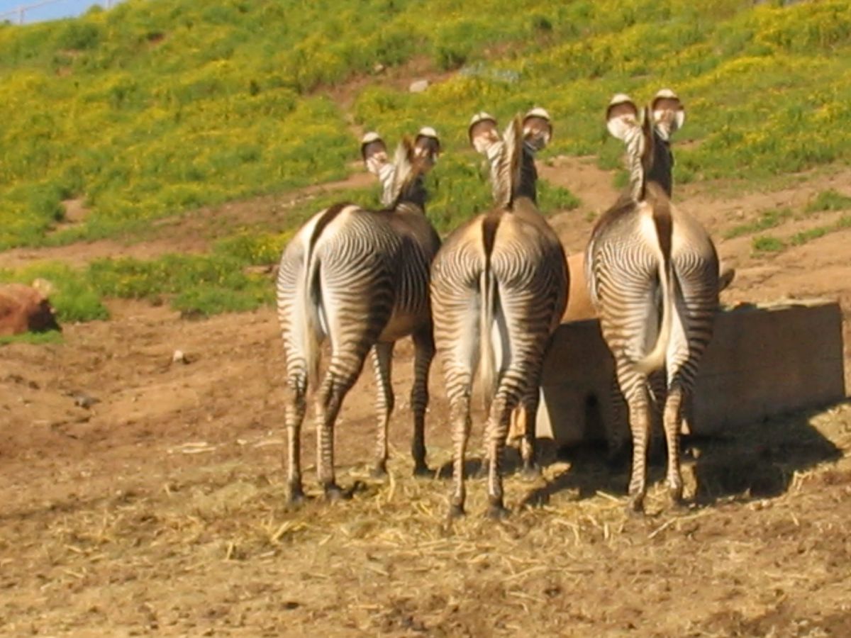 Showing Their Buts: the False Compassion of the Concerned