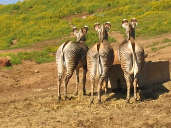 Showing Their Buts: the False Compassion of the Concerned