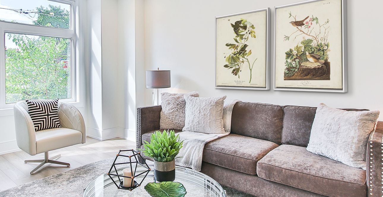 Two vintage Audubon bird art prints in white floating frames hanging over a couch in a living room.