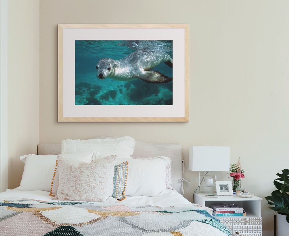 Australian Sea Lion underwater portrait, South Australia Wall Art by Hiroya Minakuchi hung in a natural frame, above a bed