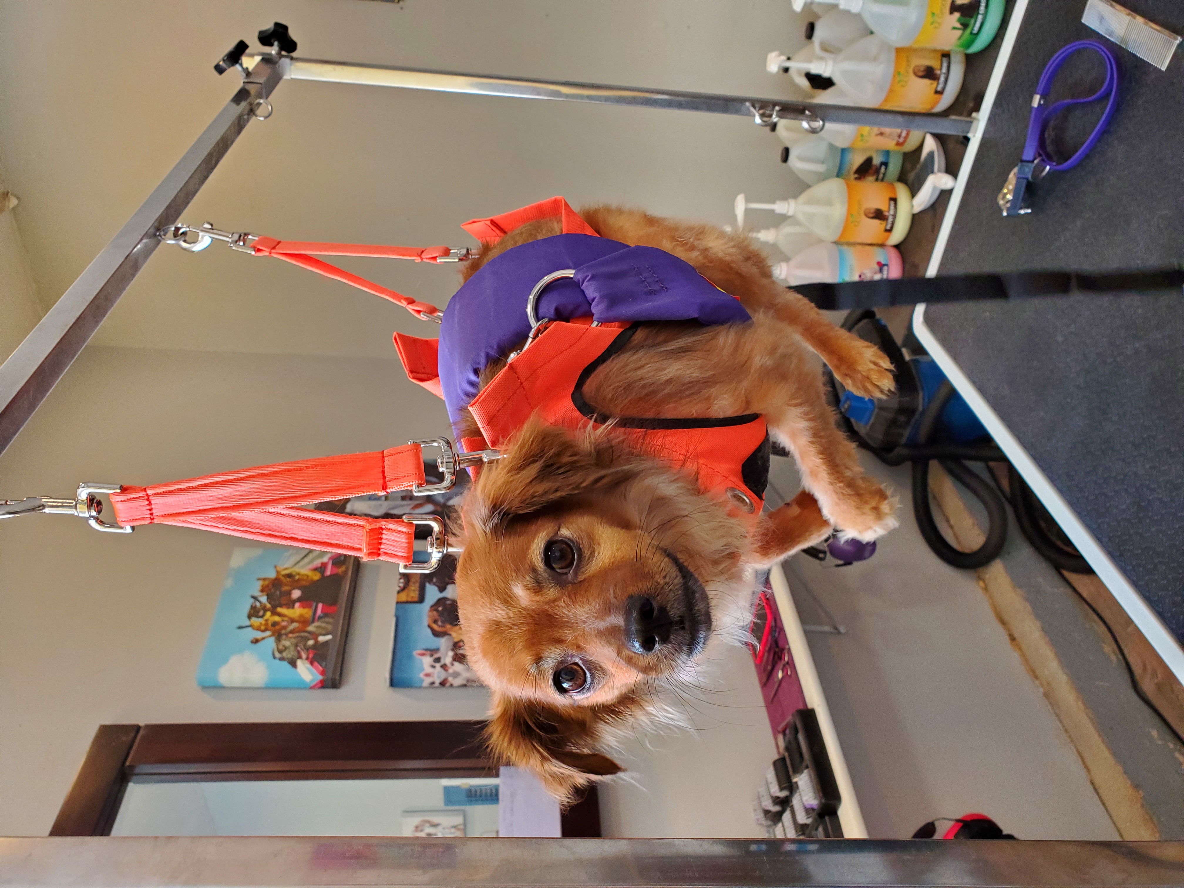 A very cute, small brown dog with shaggy ears looks mournfully at the camera while suspended, mid-air, in a bright orange harness. She is at the groomers and about to get her nails trimmed, which she hates.